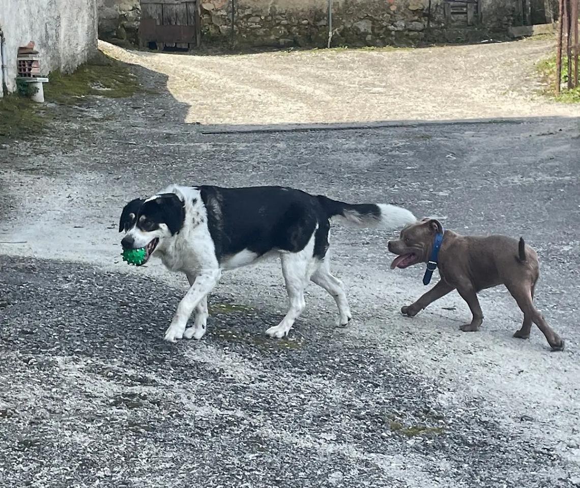 Pablo, il cane di Civitavecchia che salva due anziani dall&rsquo;incendio