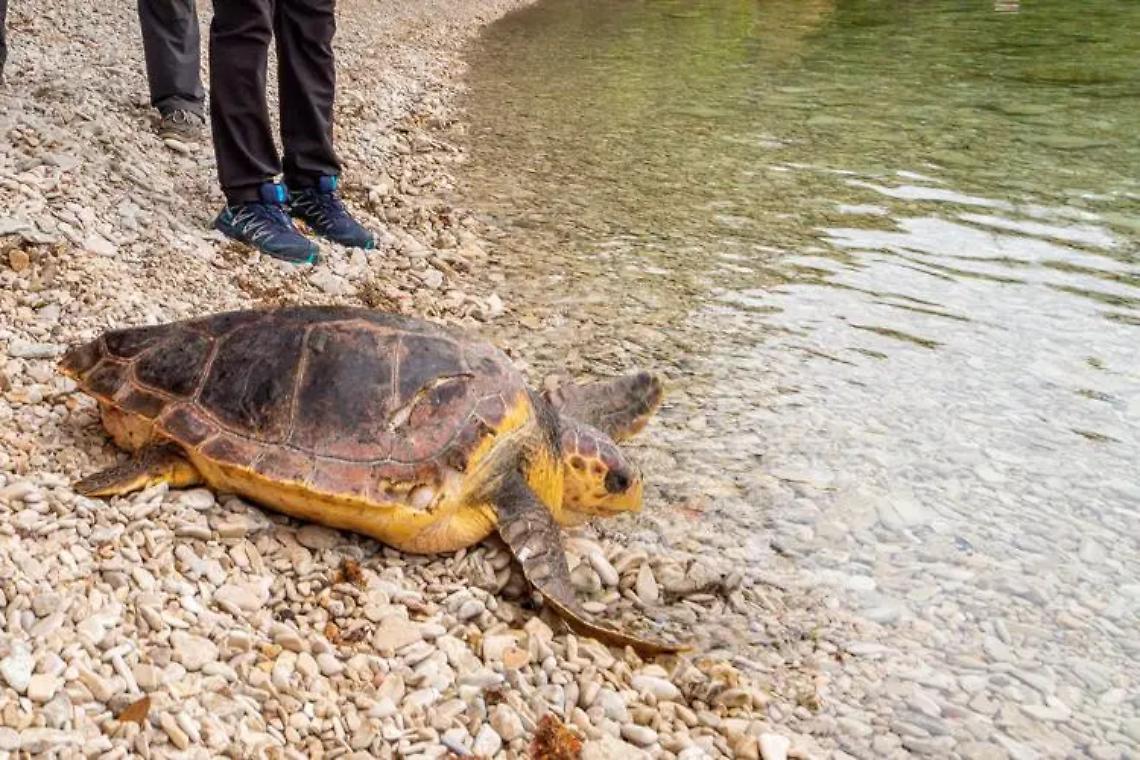 Mediterraneo, cetacei e tartarughe ok