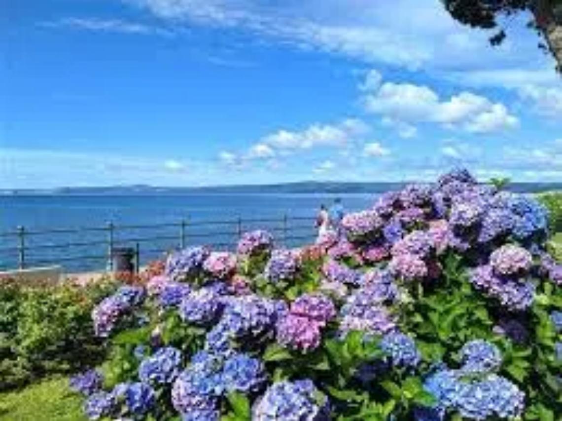 Bolsena celebra la bellezza delle ortensie