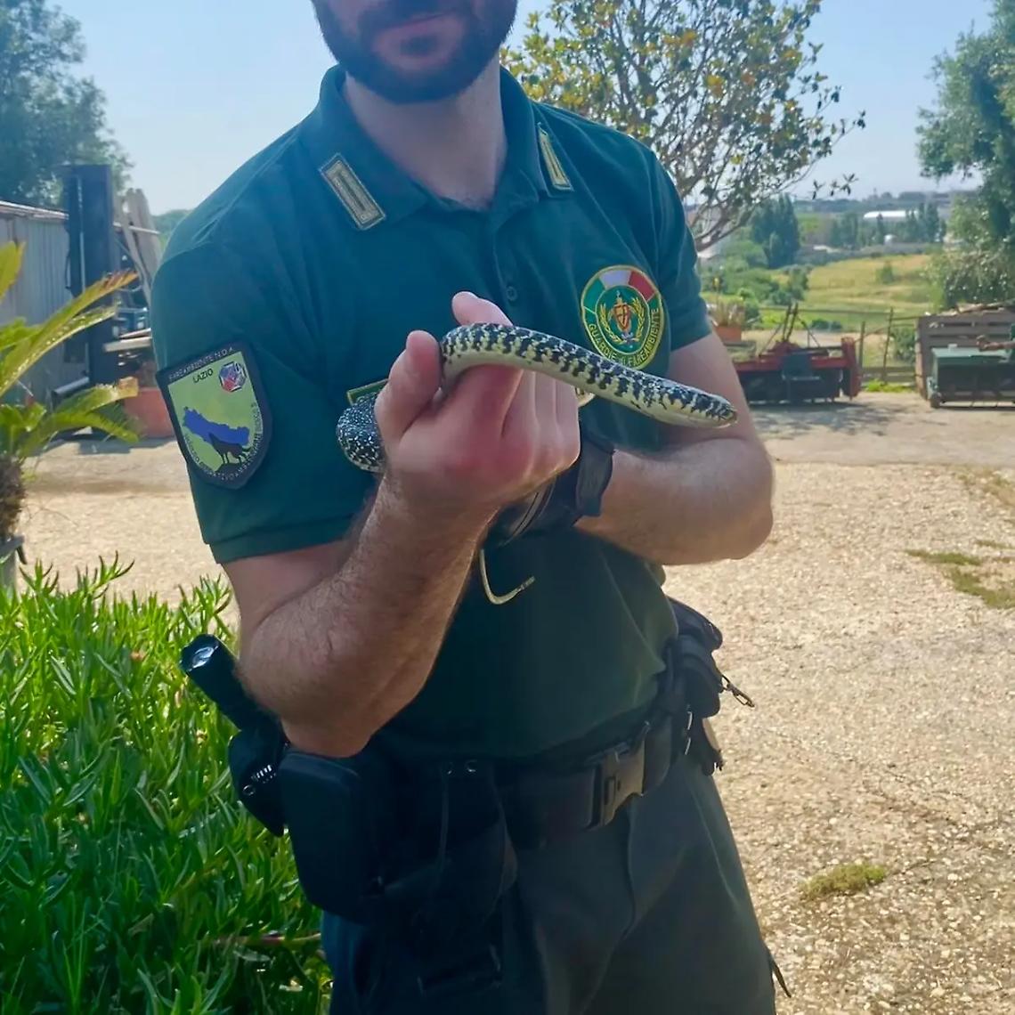 Proliferazione di serpenti, altro intervento delle zoofile