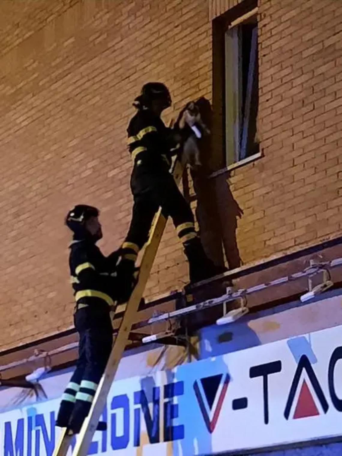 Gattino rimane incastrato nella finestra: salvato dai pompieri