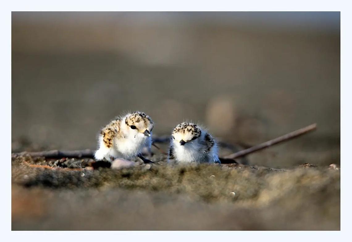 Torre Flavia si popola: arrivano anche i baby fratini