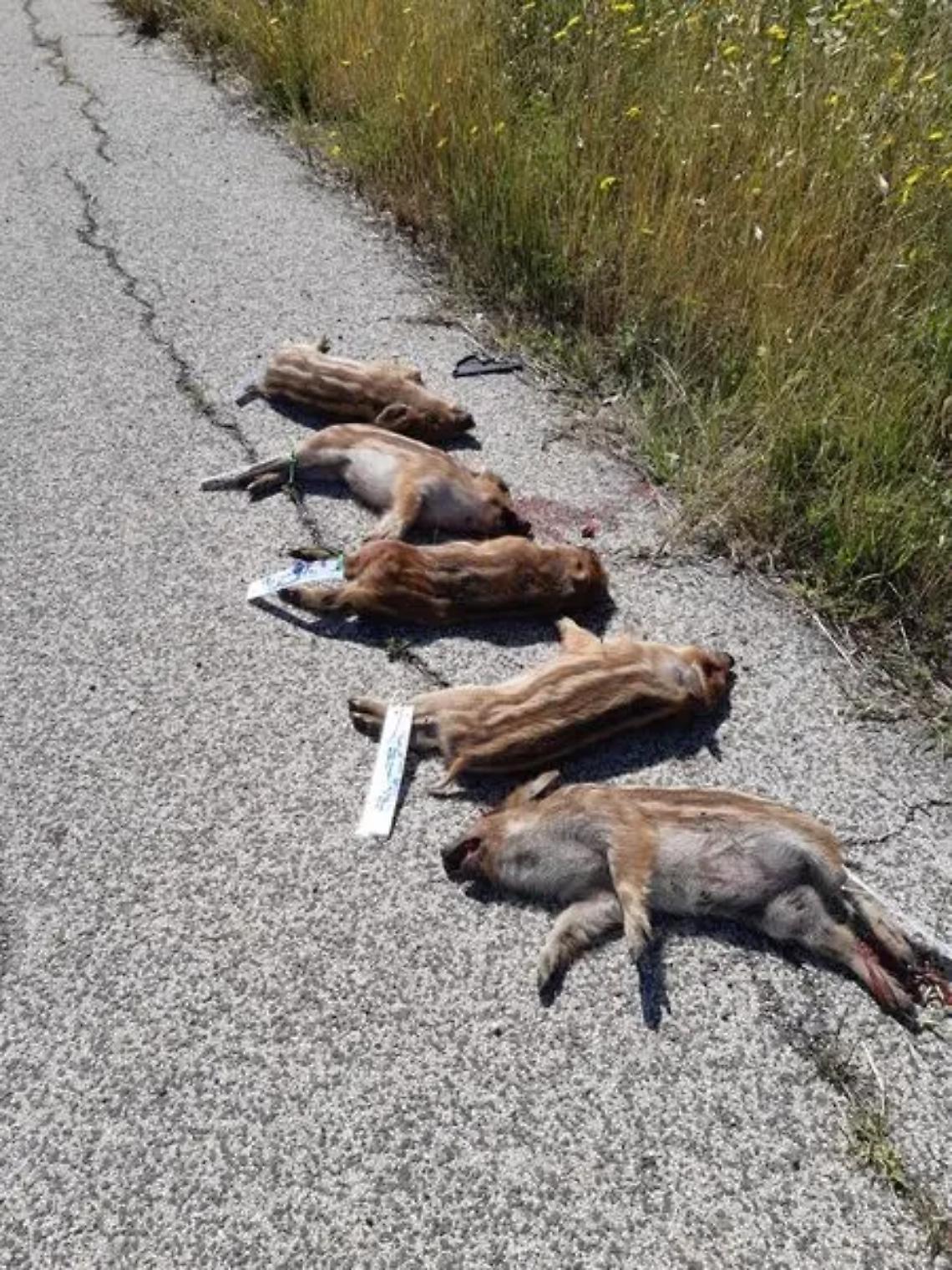 Travolti in strada: strage di cinghialini