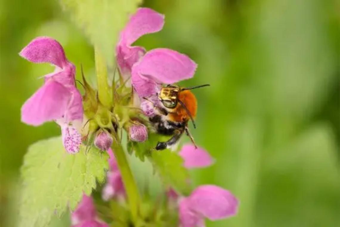 Unitus: una giornata di studio sugli insetti impollinatori