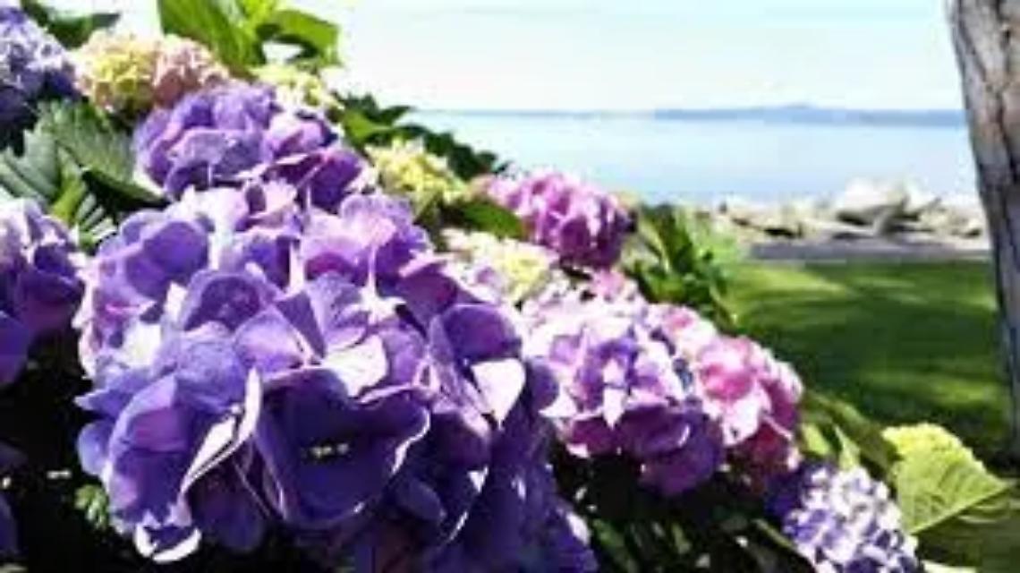 Festa delle ortensie: in arrivo oltre 50 espositori