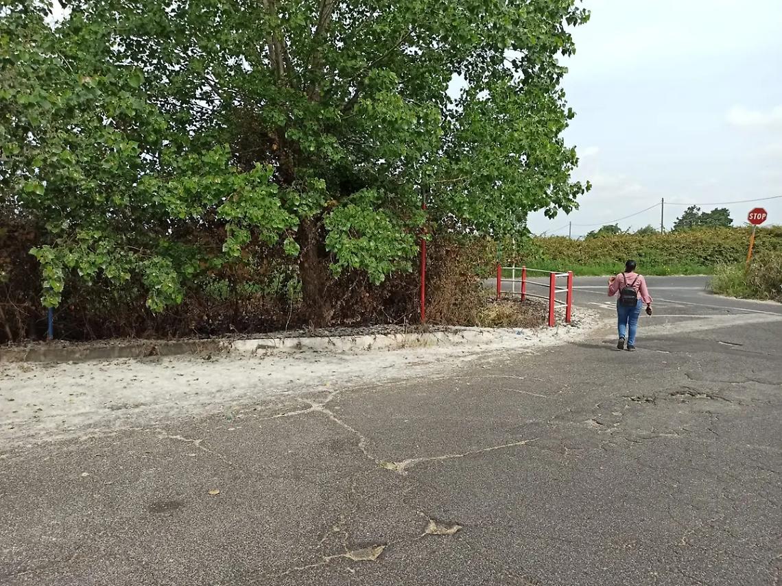 &ldquo;Nevica&rdquo; polline: strade imbiancate