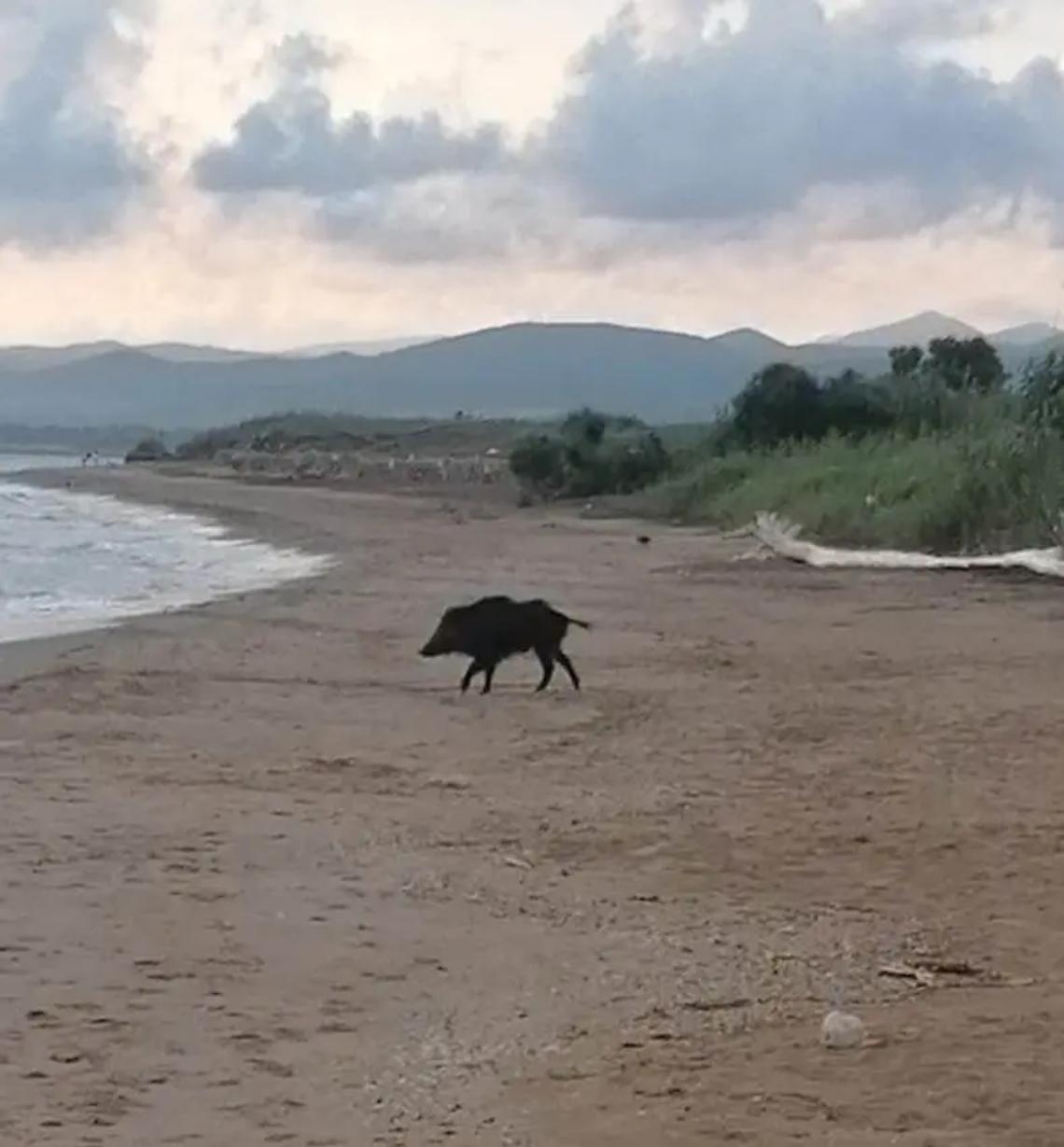 I cinghiali si prendono anche la spiaggia