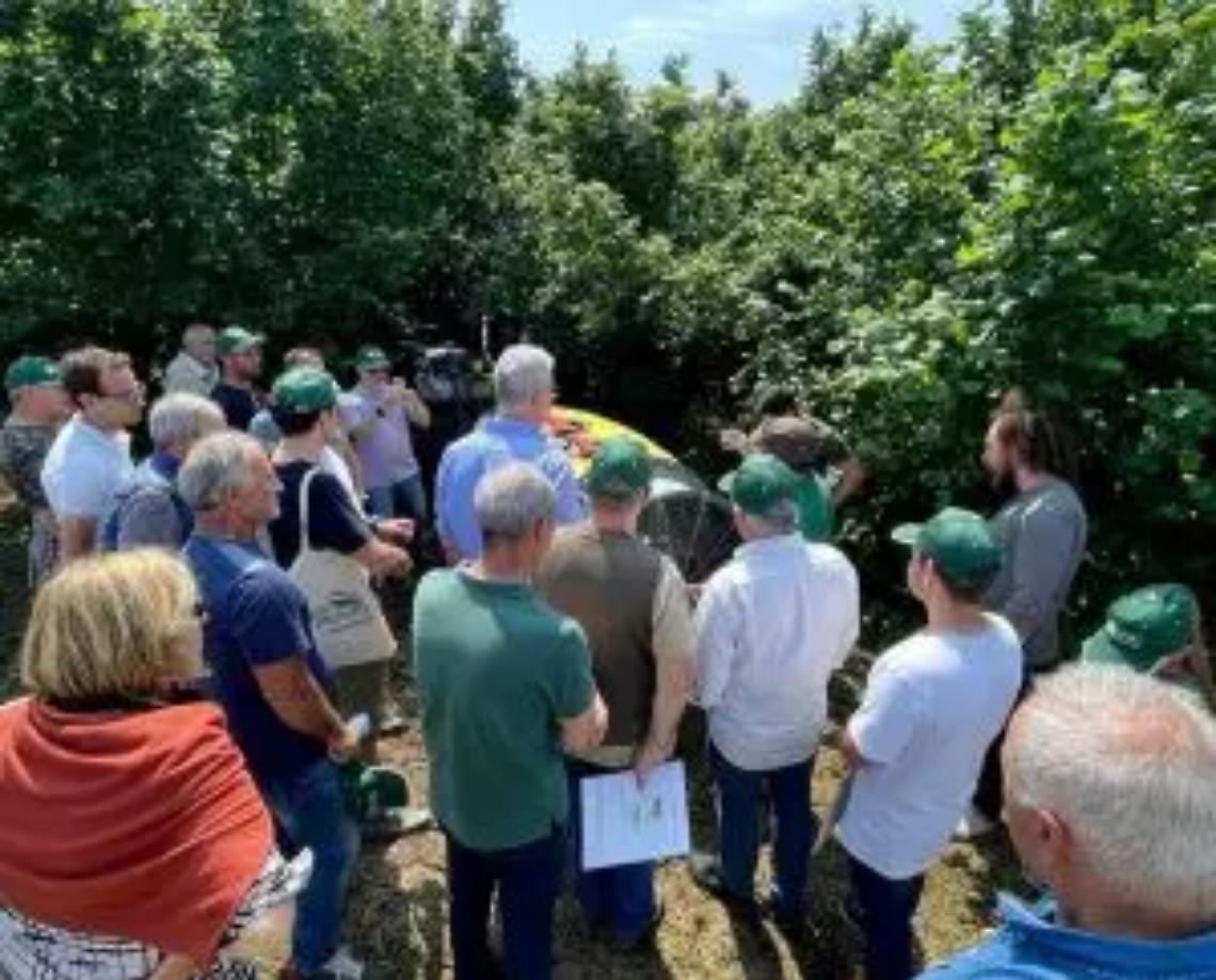 Nocciole, ecco le soluzioni pi&ugrave; innovative