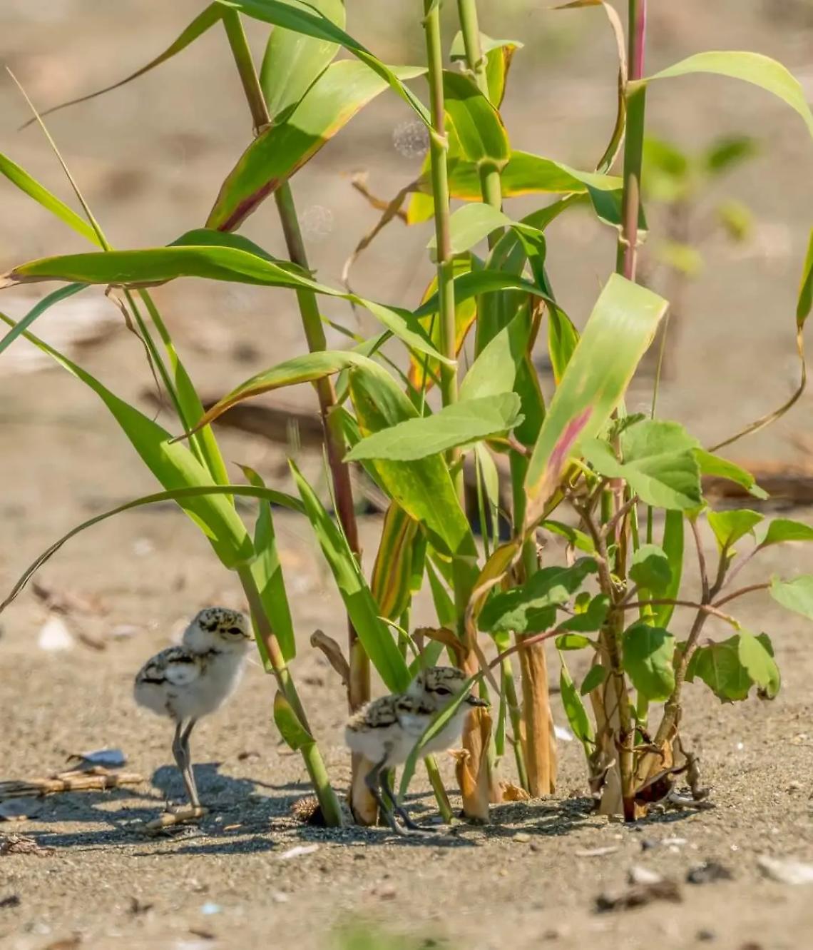 Fratini in spiaggia si riparano dal sole