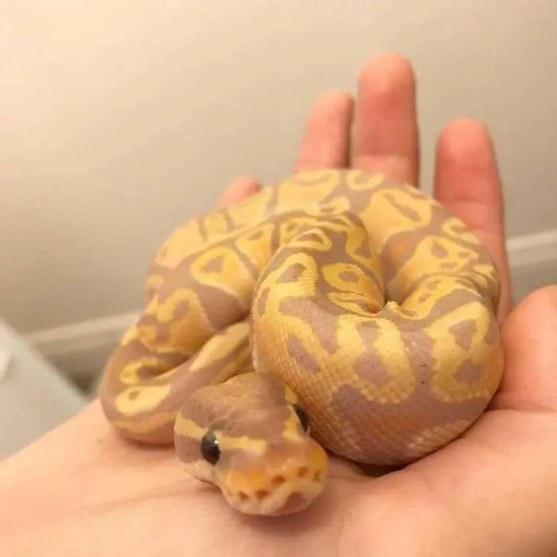 Al Granarone con &ldquo;RettiliAmo&rdquo;