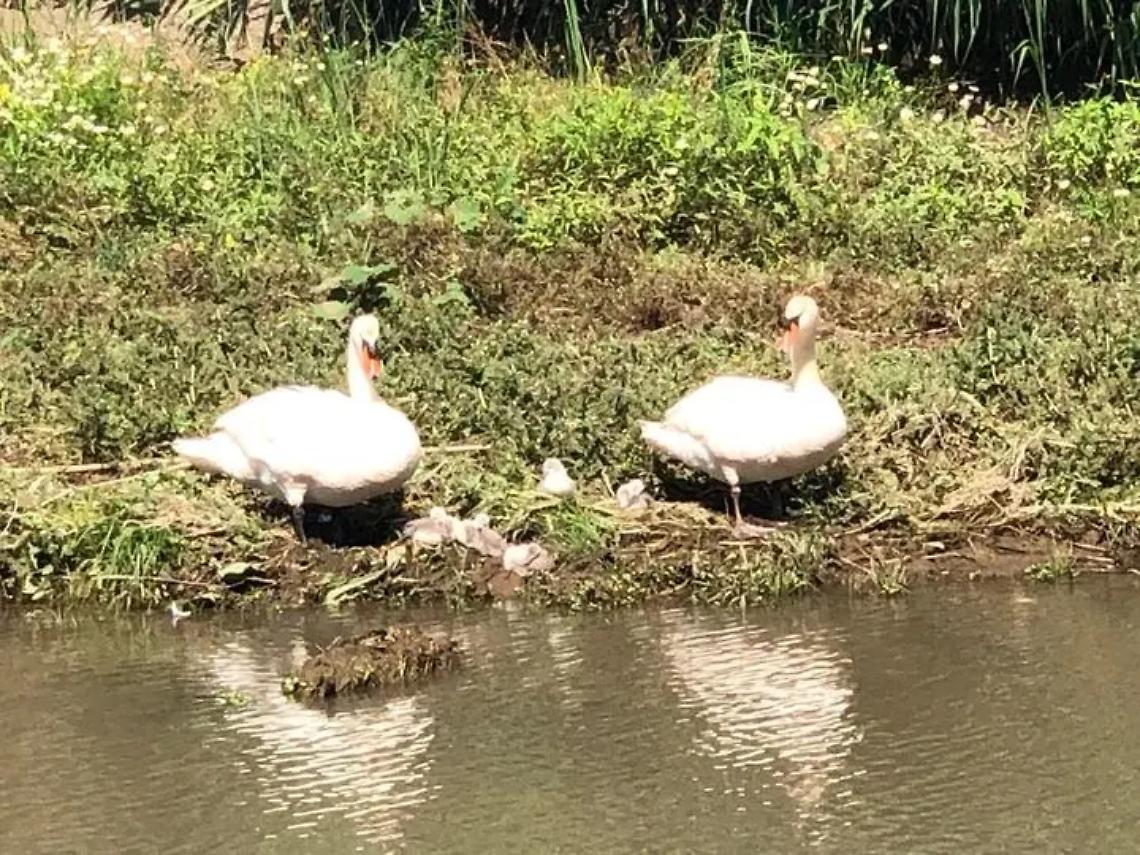 Sorpresa nel fiume Vaccina, arriva una famiglia di cigni