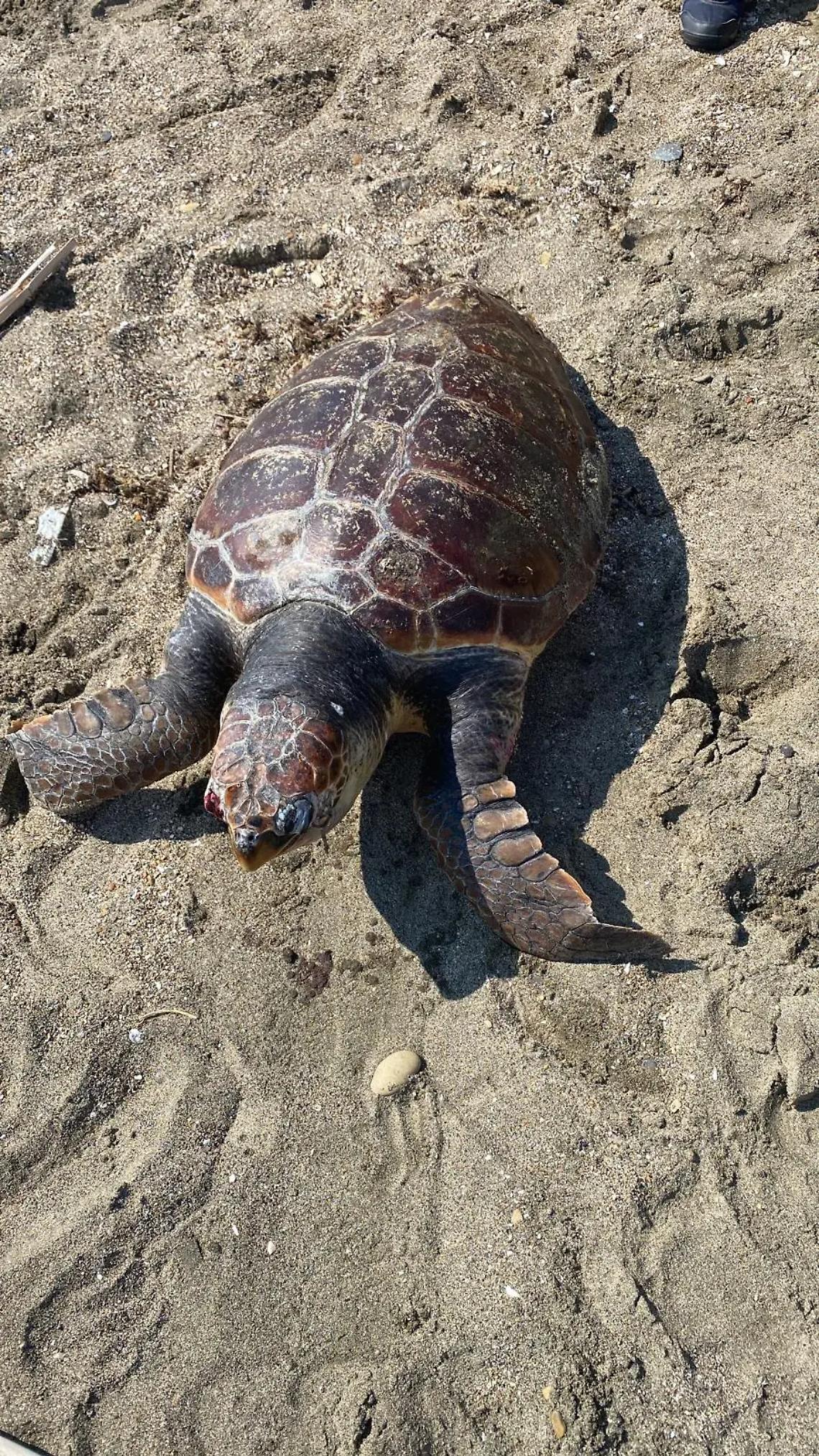 Caretta caretta trovata morta sulla spiaggia di Palo Laziale