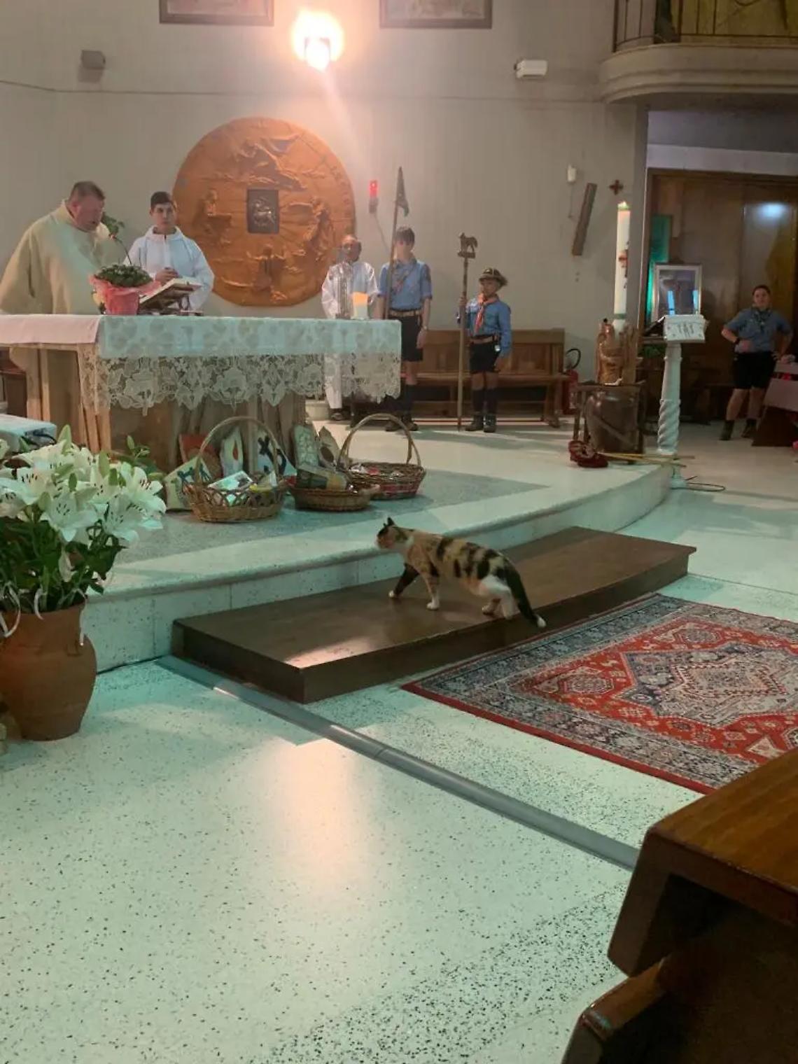 La storia di Lul&ugrave;, la gatta che sente la messa