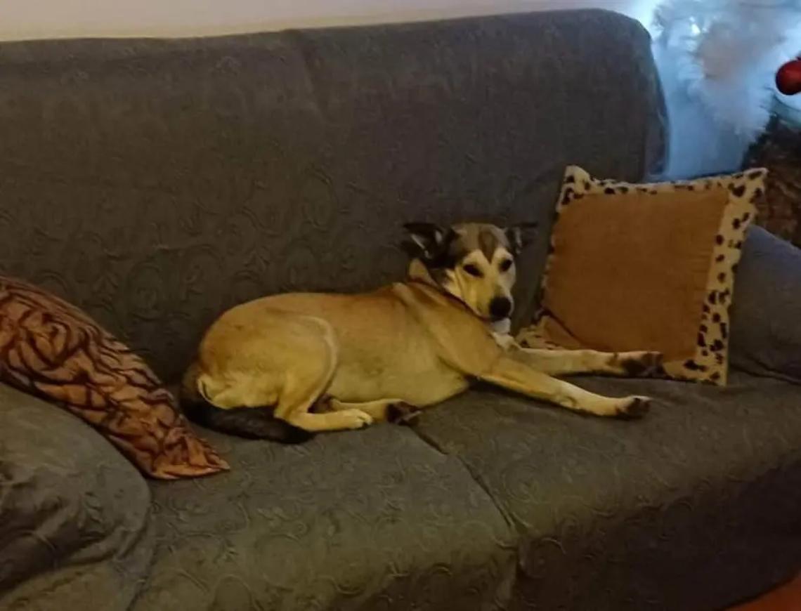 Cane ucciso ai Monteroni