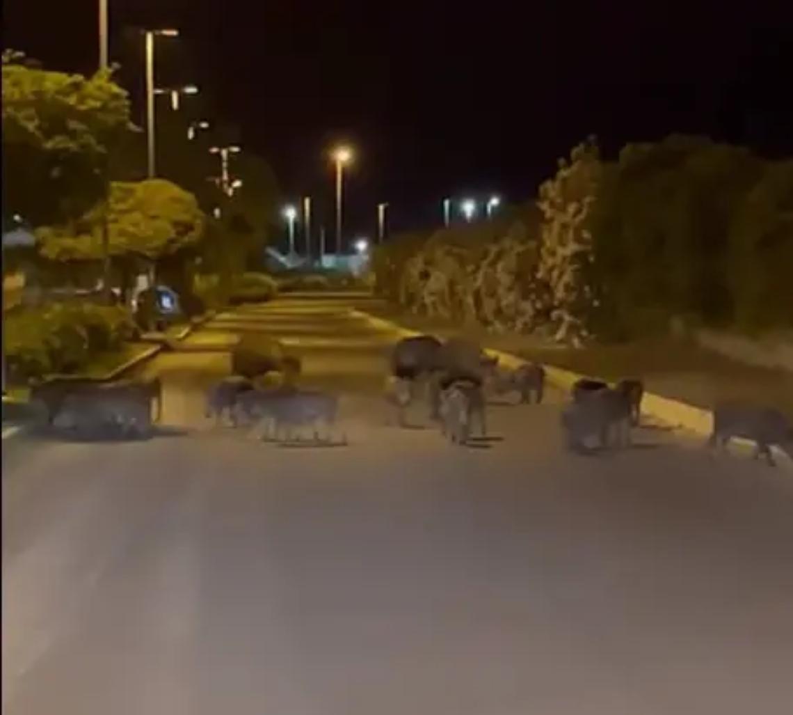 Cinghiali a spasso per strada: cresce l&rsquo;allarme