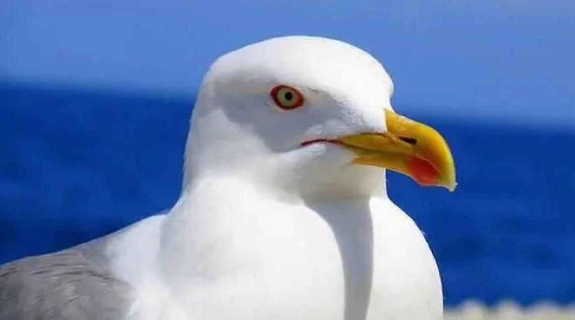 Donna aggredita da un gabbiano a San Gordiano