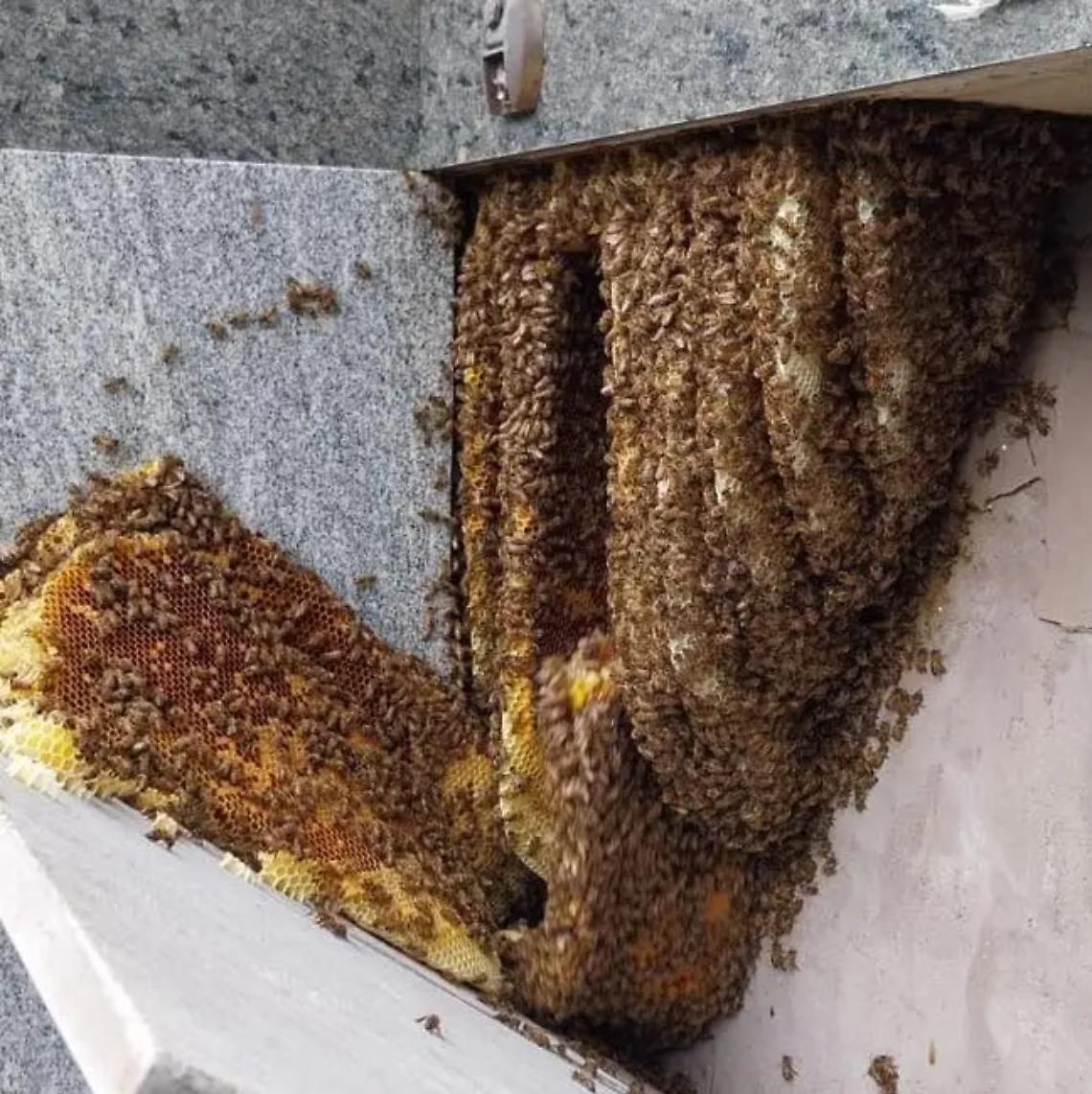 Migliaia di api in una cappella mortuaria