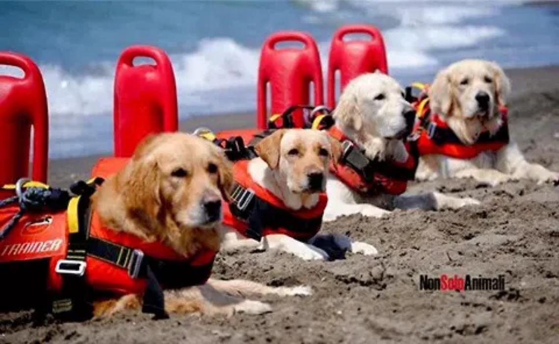 Bagnanti e gestori: &laquo;Si facciano tornare in servizio i cani baywatch&raquo;
