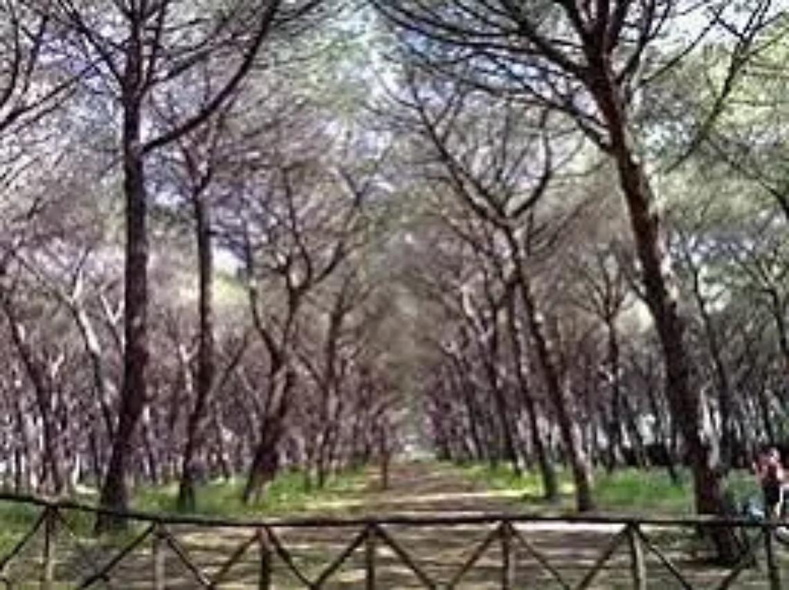 Sparatoria nel bosco alla Marina di Montalto: grave trentenne