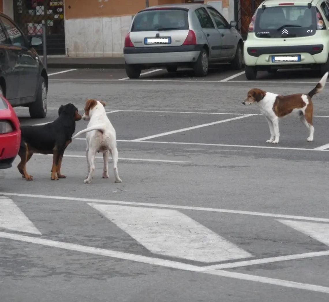 Bimba morsa da un cane ma non si trova l&rsquo;antibiotico