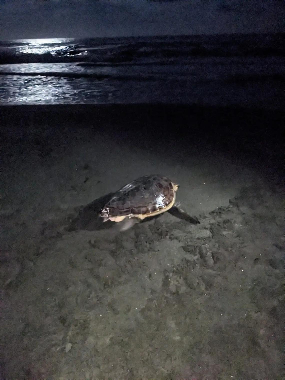 Caretta con le uova approda in spiaggia ma poi riprende il largo