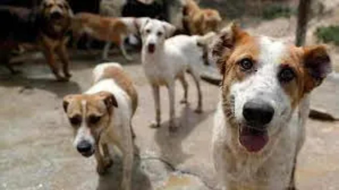 Bene le giornate contro l&rsquo;abbandono degli animali