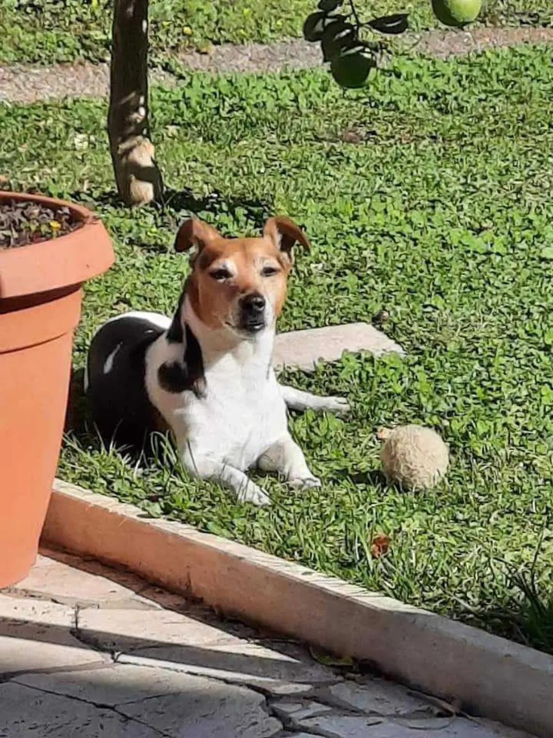 Pitbull scappa dal giardino e uccide un Jack Russell