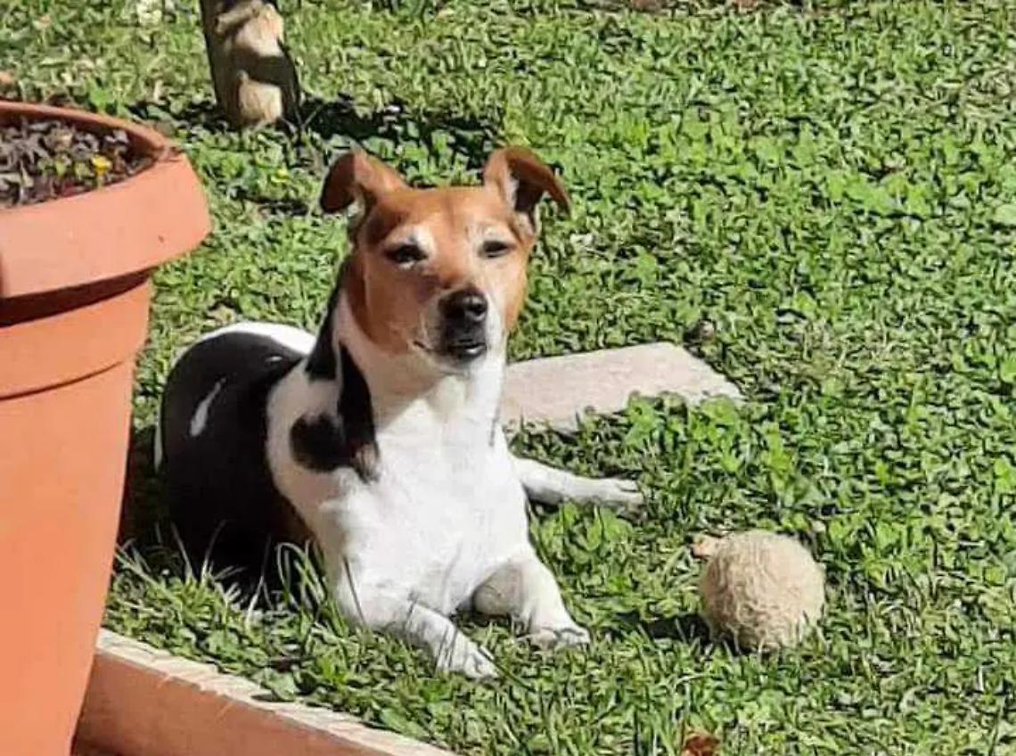 Jack russell ucciso da un pitbull