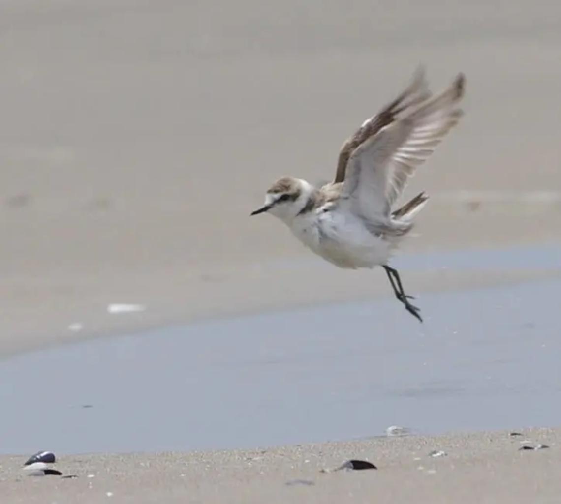 Fratini pronti a spiccare il volo