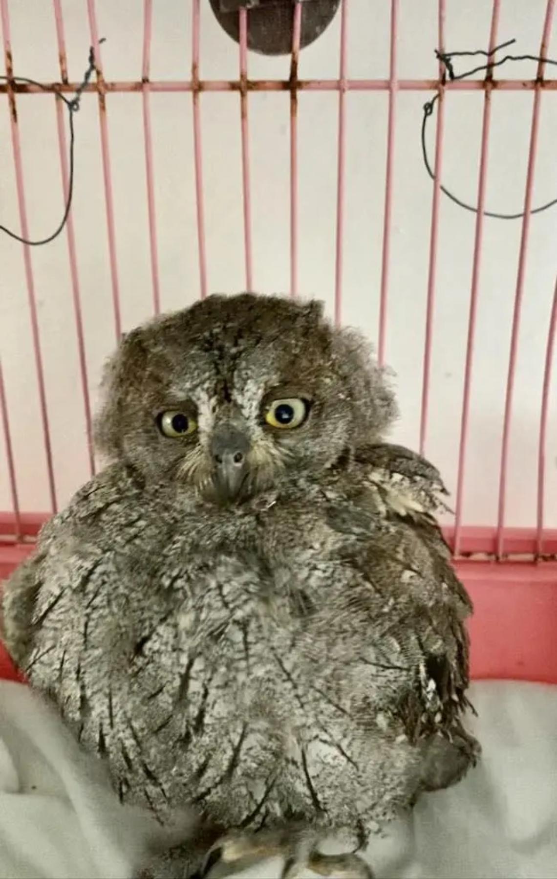 Ancora un assiolo ferito: terzo recupero in 7 giorni