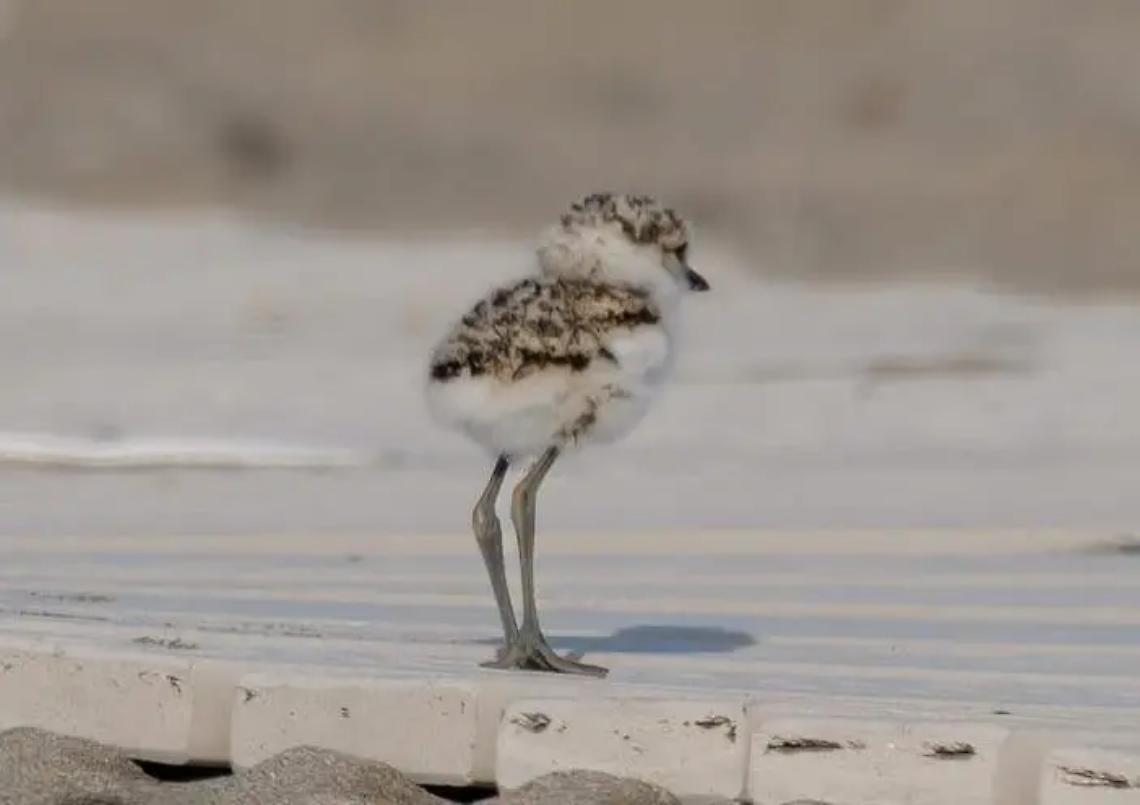 Torre Flavia sempre pi&ugrave; green con i progetti eco sostenibili