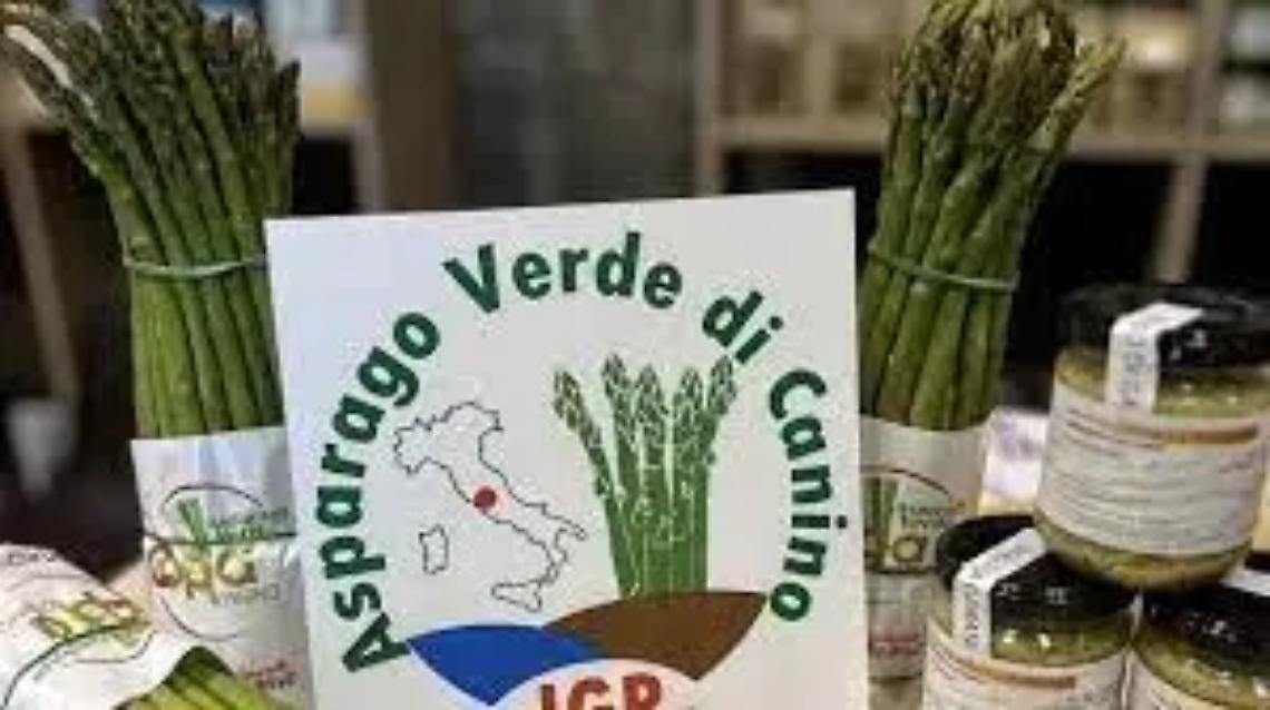 L&rsquo;asparago di Canino pubblicato sulla gazzetta ufficiale europea il riconoscimento Igp