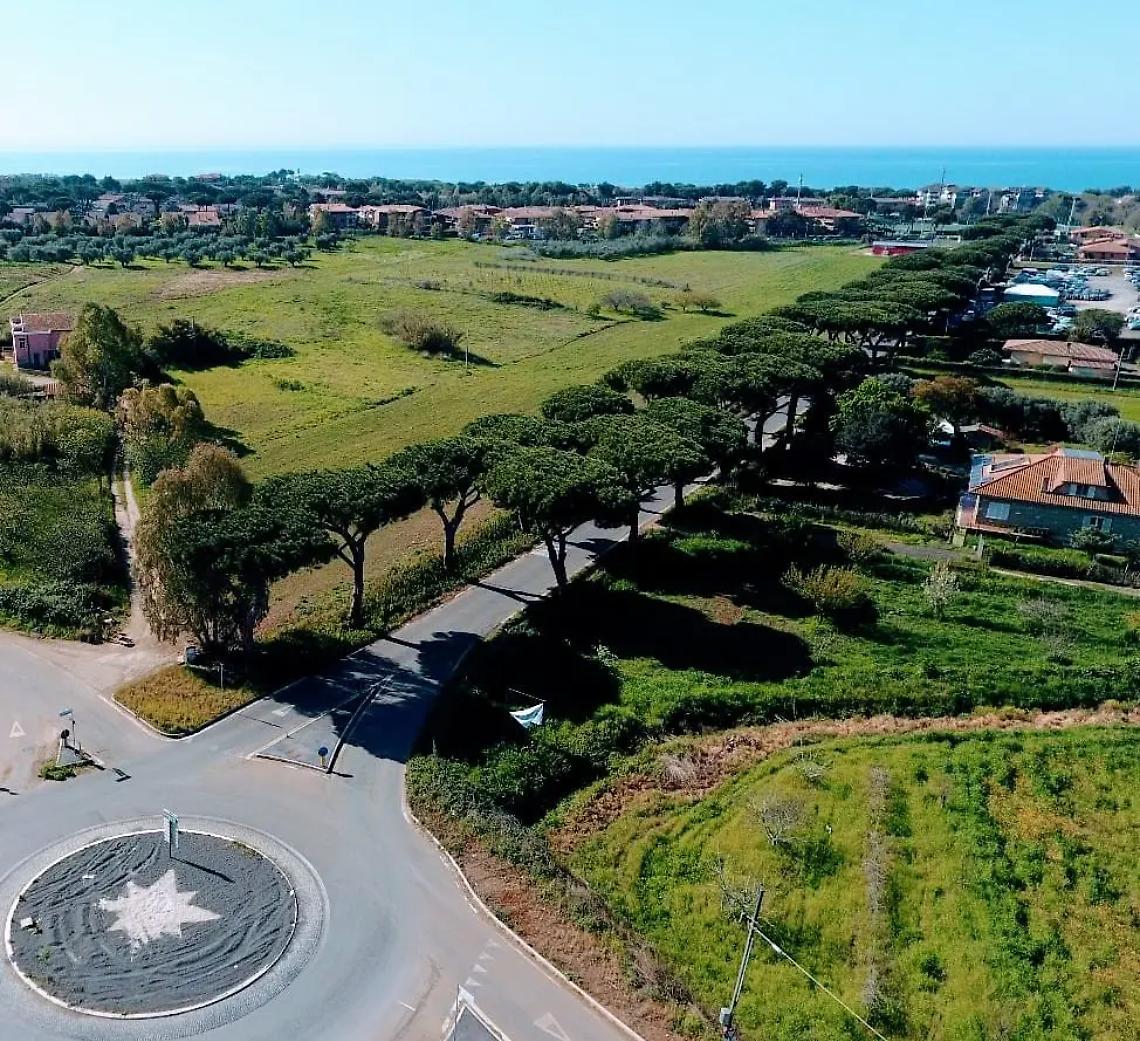 Parassita in agguato, a rischio i pini