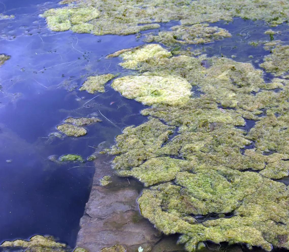 Alga tossica a Santa Marinella, divieto di balneazione ma niente allarmismo