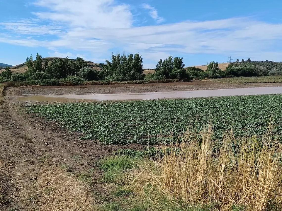 Sessanta aziende agricole e 500 ettari di terreno rischiano di essere abbandonati per le esondazioni del Mignone