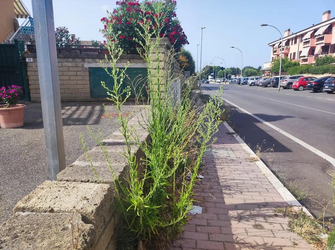 Via allo sfalcio delle erbacce sui cigli stradali, tra l&rsquo;ironia del web