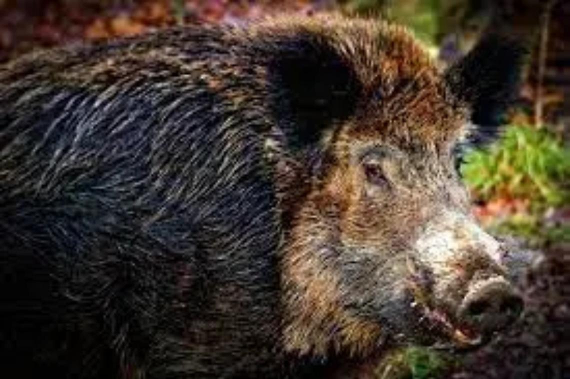 Prelievo di selezione del cinghiale: raggiunto il 70% del piano nell&rsquo;ATc Vt2