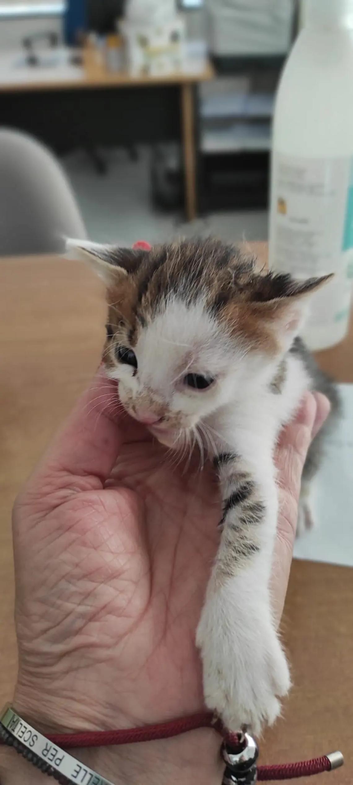 Sei gattini abbandonati salvati dalle guardie zoofile