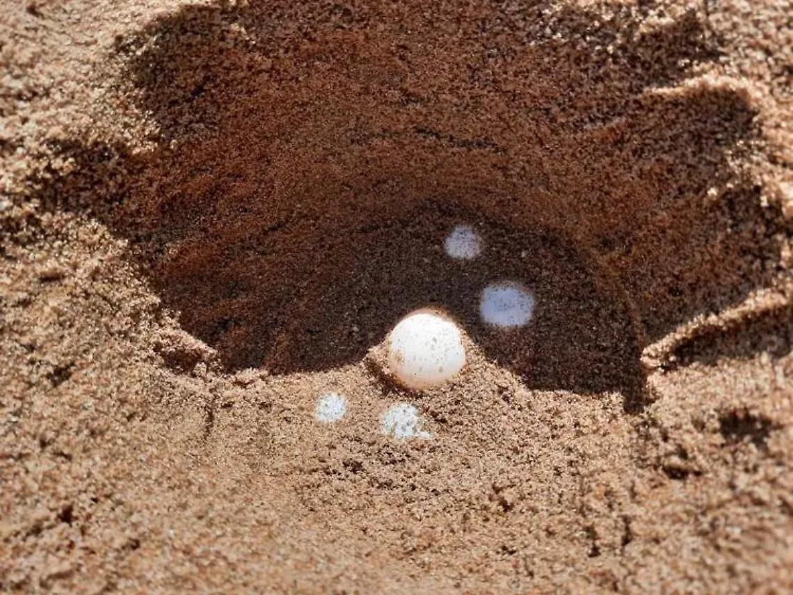 Tartarughe marine, boom di nidi: stagione 2023 gi&agrave; da record