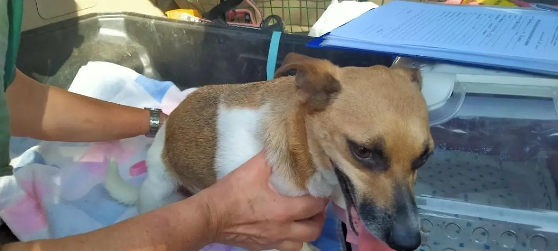 Legati e abbandonati a un palo: salvati due cagnolini