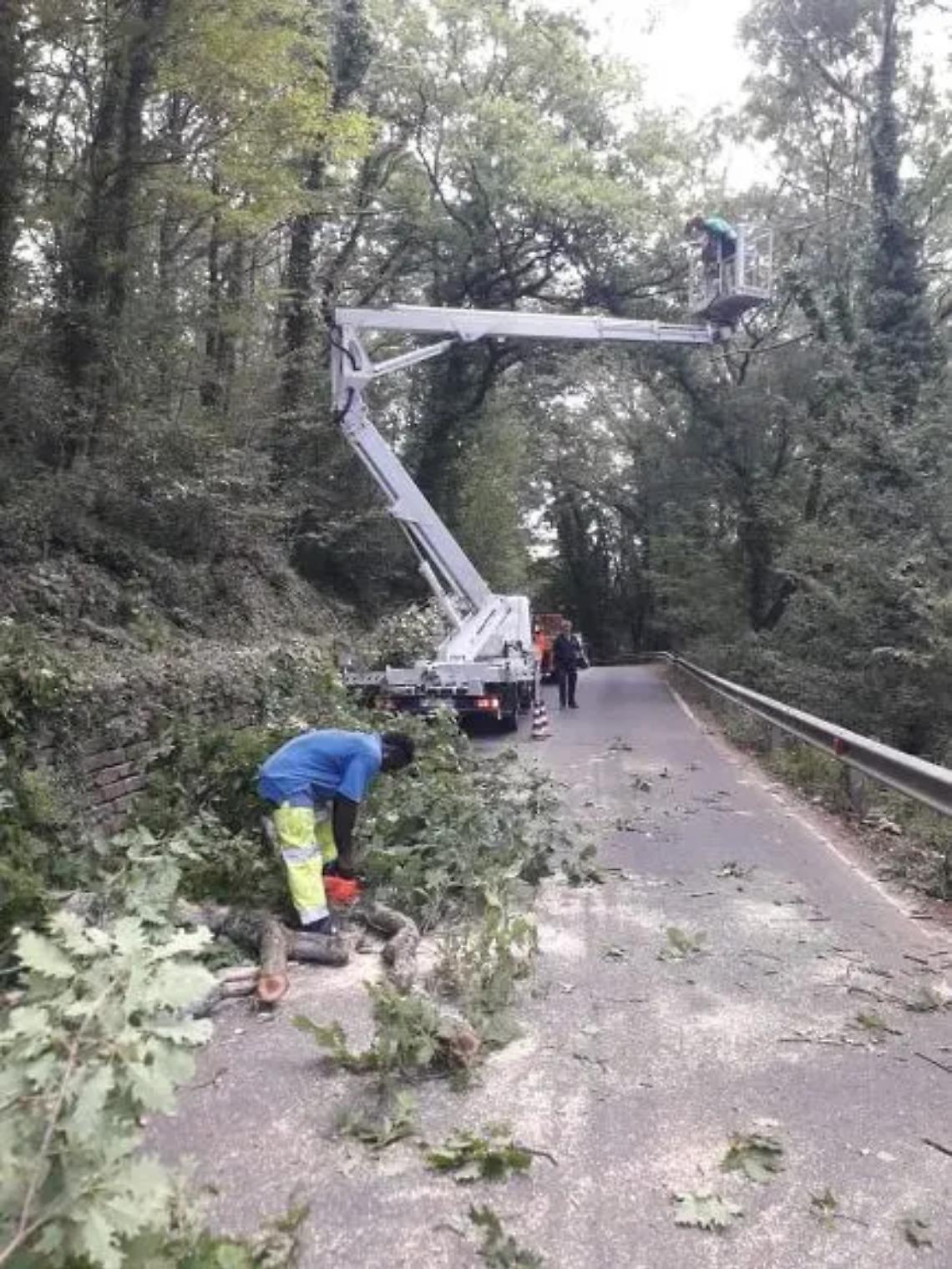 Potati gli alberi lungo la Braccianese