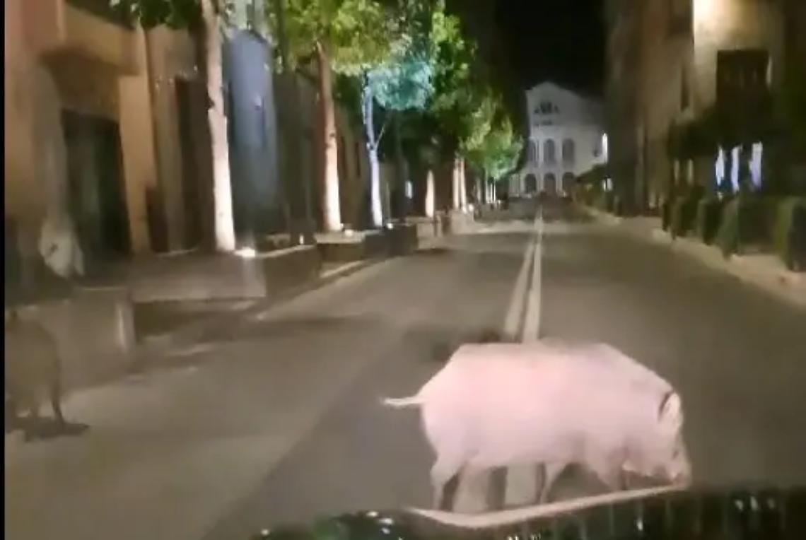 &laquo;Abbattuti solo100 cinghiali sui 959 previsti&raquo;