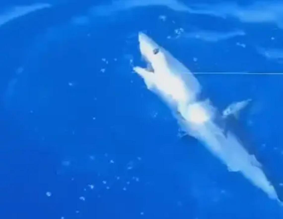 Squalo mako al largo di Campo di Mare