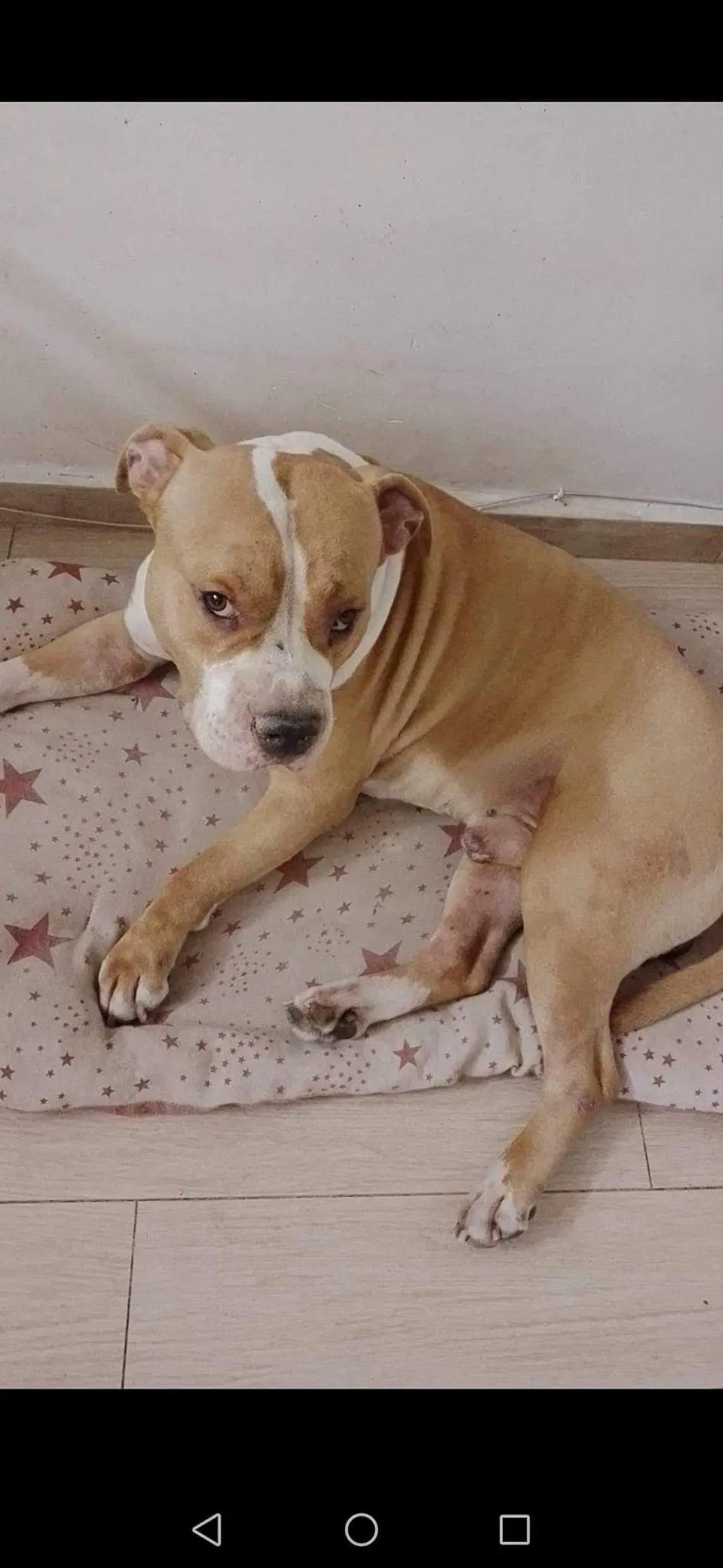 Investe un cane uccidendolo e scappa: caccia al pirata