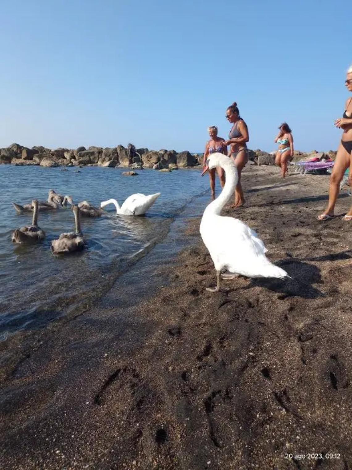 Baby cigno infilzato da un amo, salvato da Lipu e Capitaneria