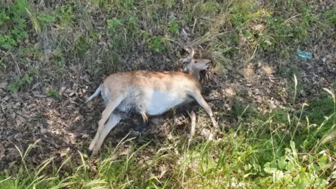 Daini morti a Fregene, Tavolo tecnico in Municipio: &laquo;Decisioni dopo le analisi&raquo;