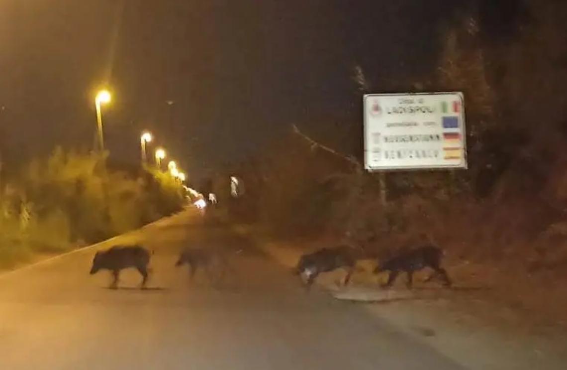 Pi&ugrave; di trenta cinghiali attraversano la strada di fronte alla palude