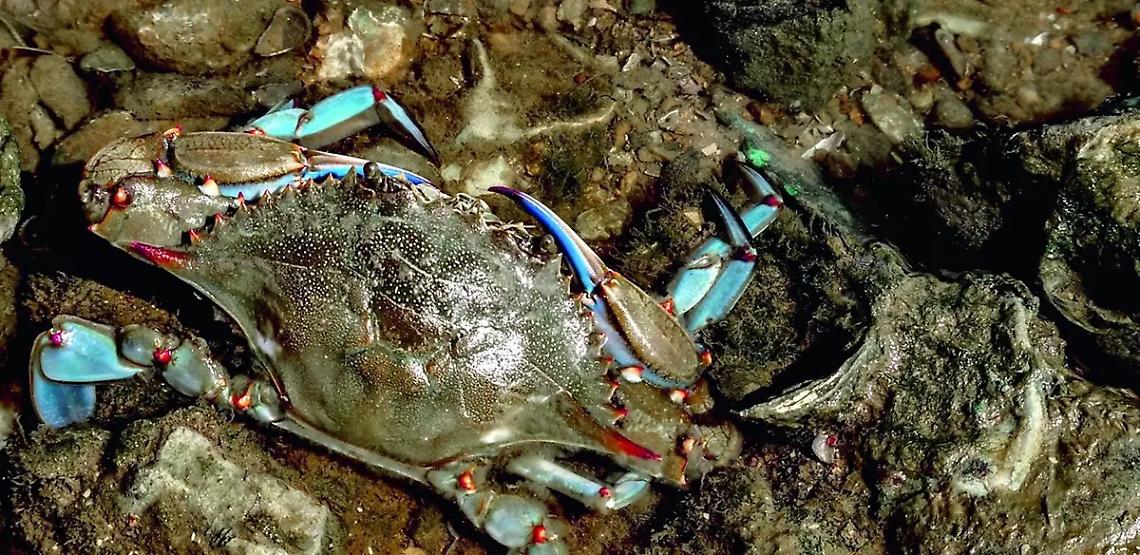 Il granchio &ldquo;alieno&rdquo; spaventa la costa