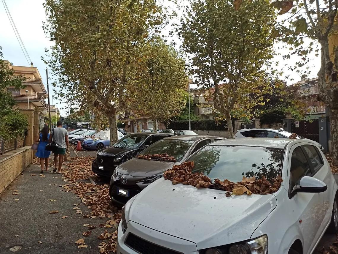 Foglie non raccolte da strade e marciapiedi. &laquo;Si rischiano allagamenti&raquo;