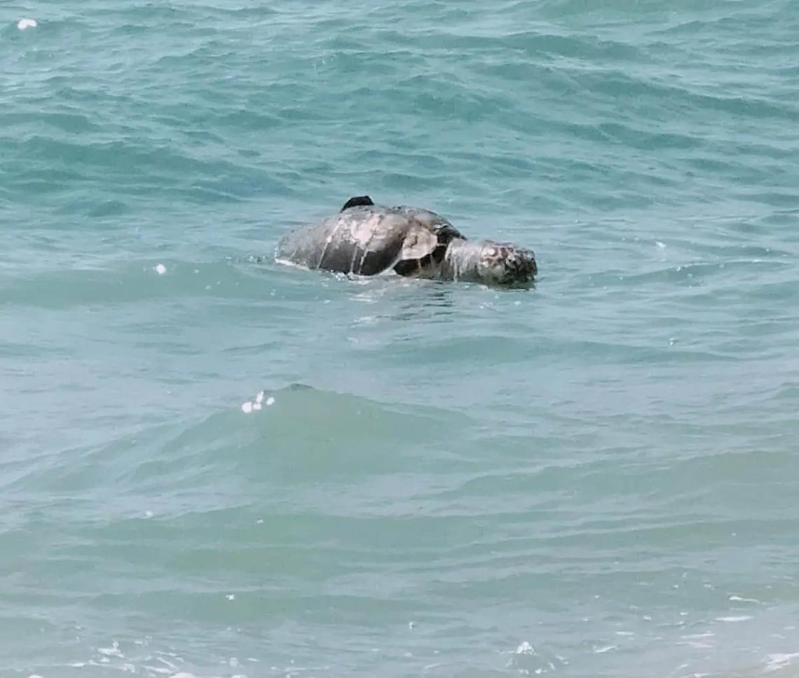 Un&rsquo;altra carcassa di Caretta Caretta